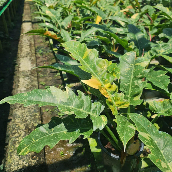 Philodendron - Ring of Fire LG - Variegated - Wholesale