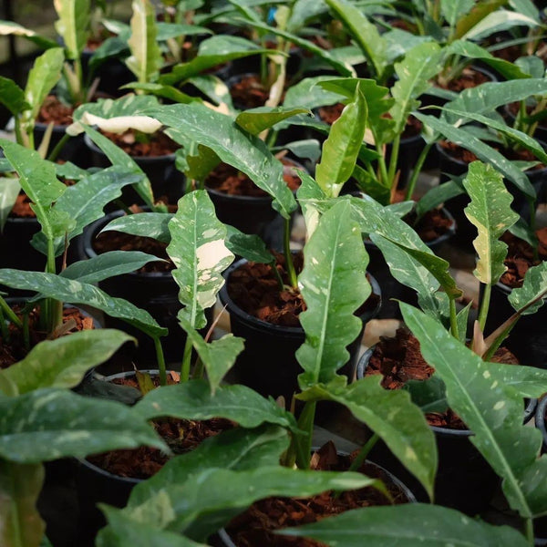 Philodendron - Ring of Fire - Variegated - Wholesale