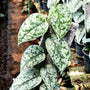 Scindapsus - Silver Lady - Variegated - Wholesale