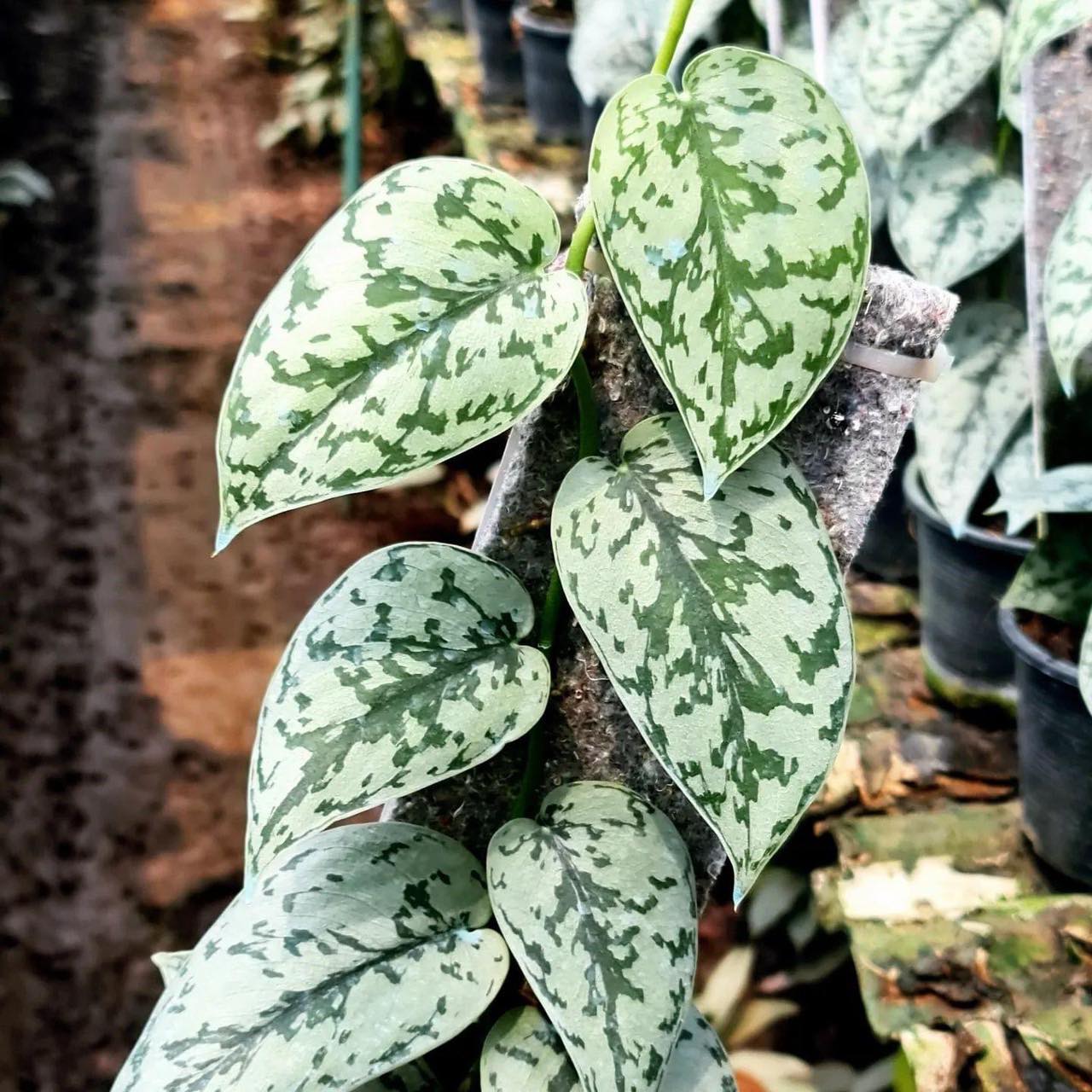 pothos silver lady Scindapsus - Silver Lady - Variegated