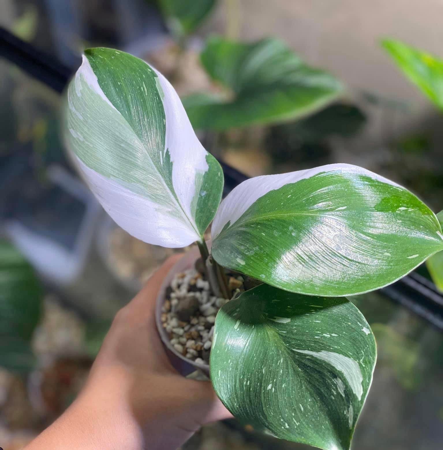 philodendron white knight variegation stable Philodendron - White Knight - Variegated