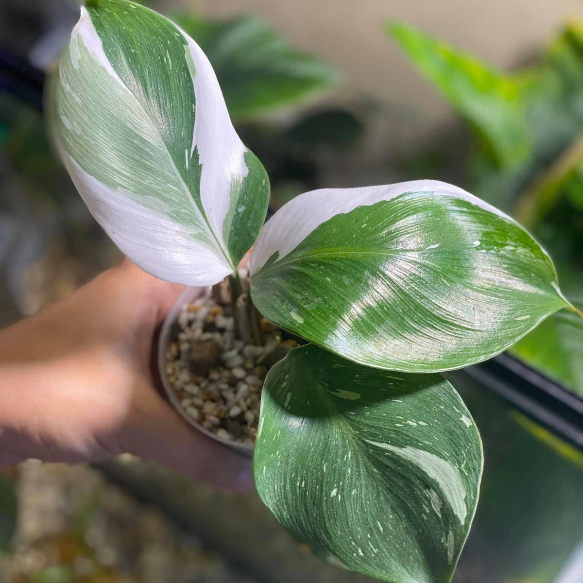 Philodendron - White Knight - Variegated - Wholesale