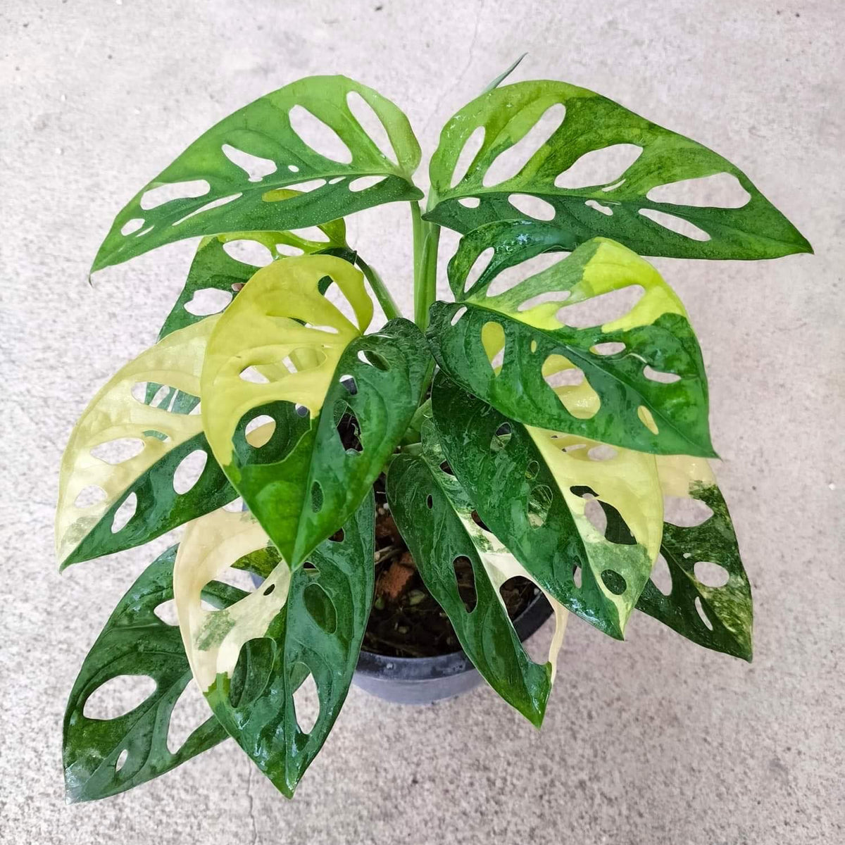 Monstera Adansoniii Aurea - Variegated - Wholesale