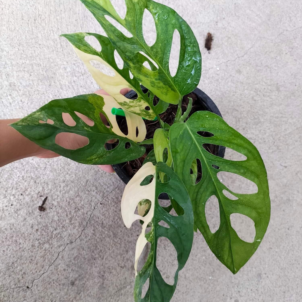 Monstera Adansoniii Aurea - Variegated - Wholesale