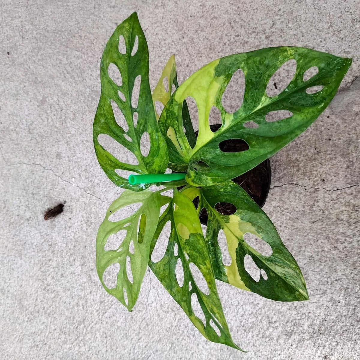 Monstera Adansoniii Aurea - Variegated - Wholesale
