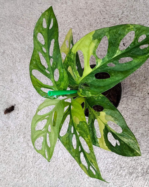 Monstera Adansoniii Aurea - Variegated - Wholesale