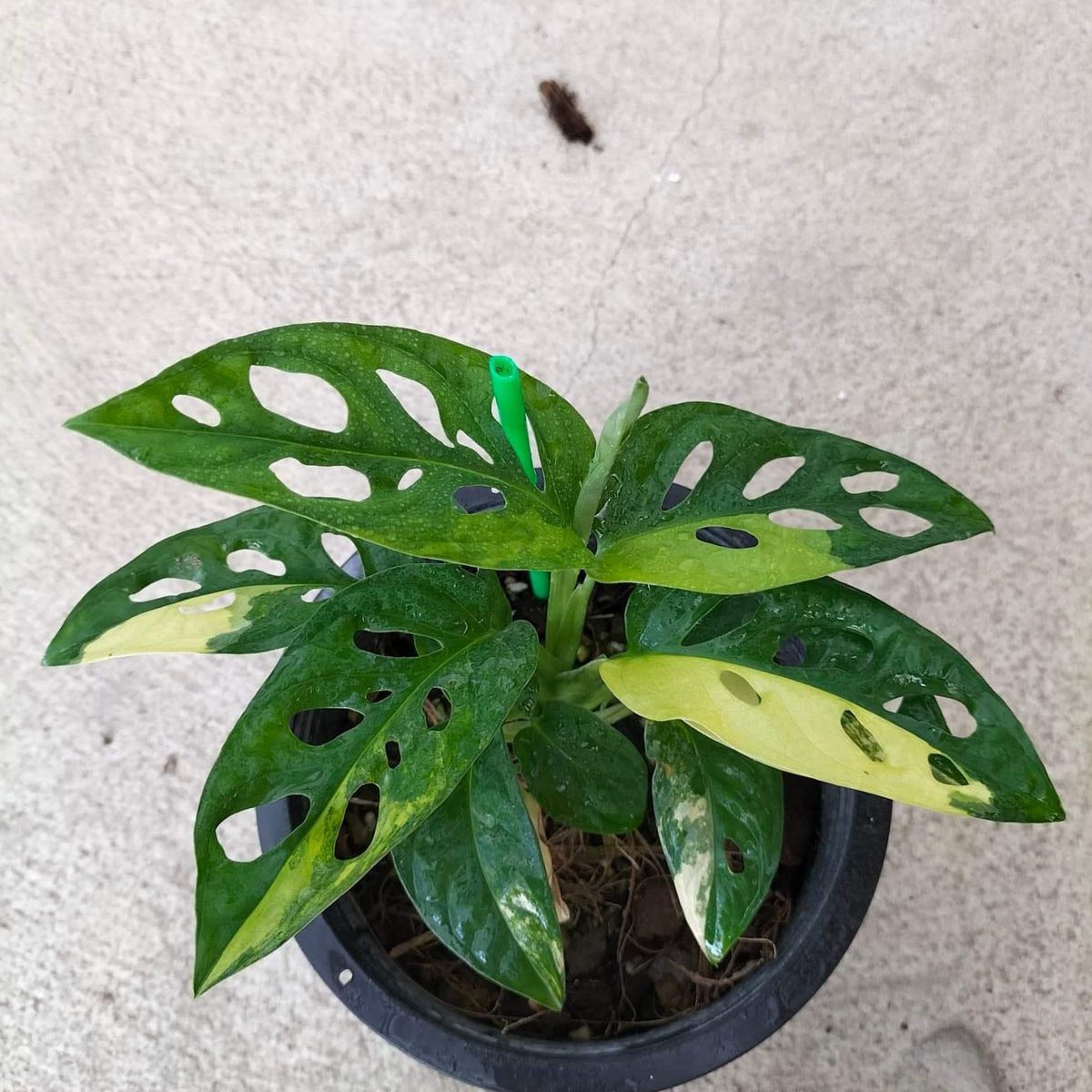 Monstera Adansoniii Aurea - Variegated - Wholesale
