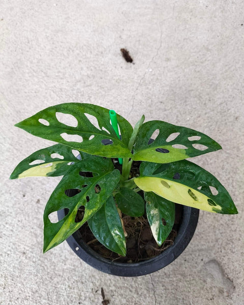 x10 Monstera Adansoniii Aurea - Variegated - Wholesale