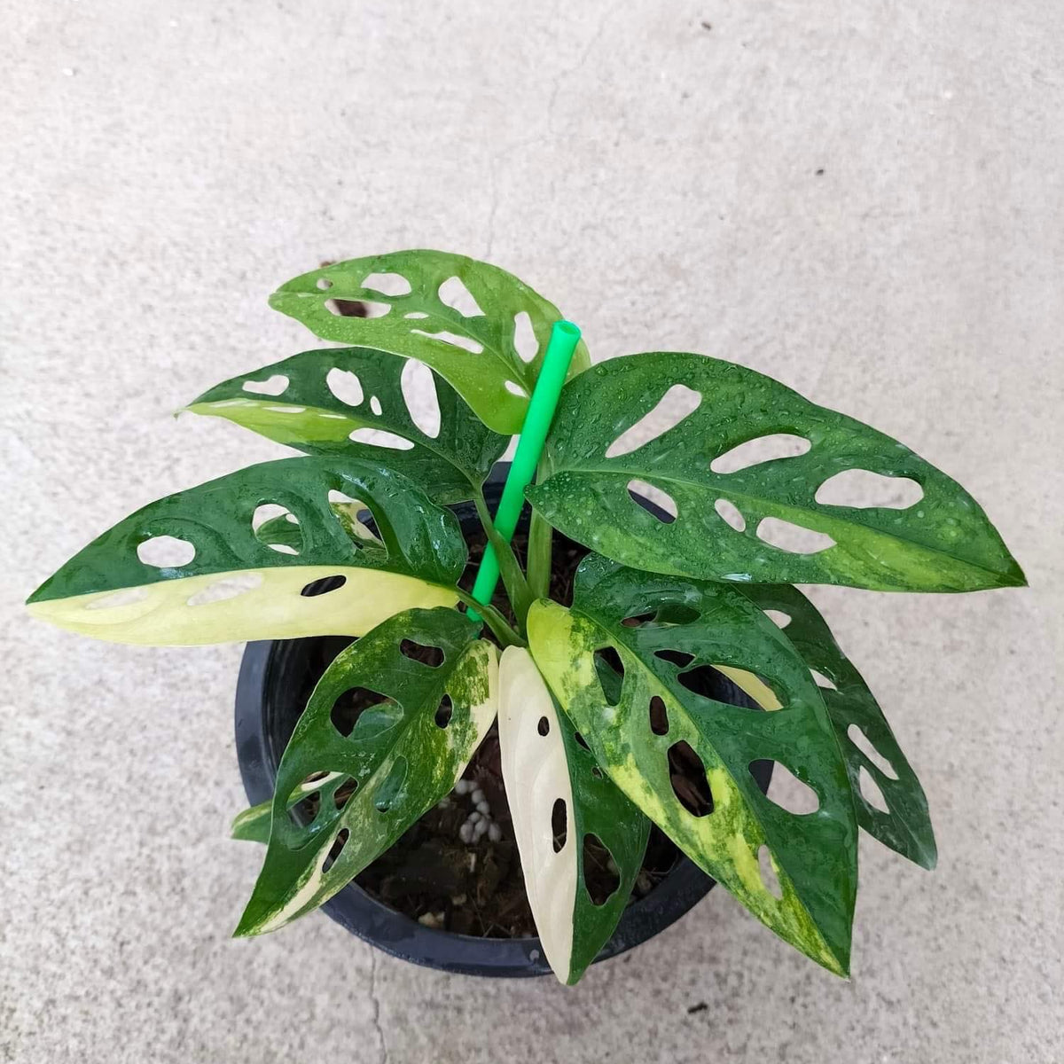 Monstera Adansoniii Aurea - Variegated - Wholesale