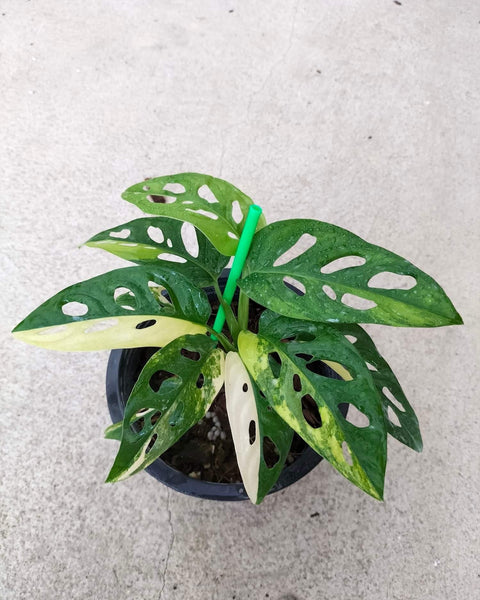 Monstera Adansoniii Aurea - Variegated - Wholesale
