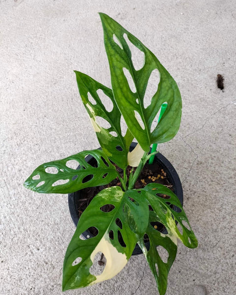Monstera Adansoniii Aurea - Variegated - Wholesale