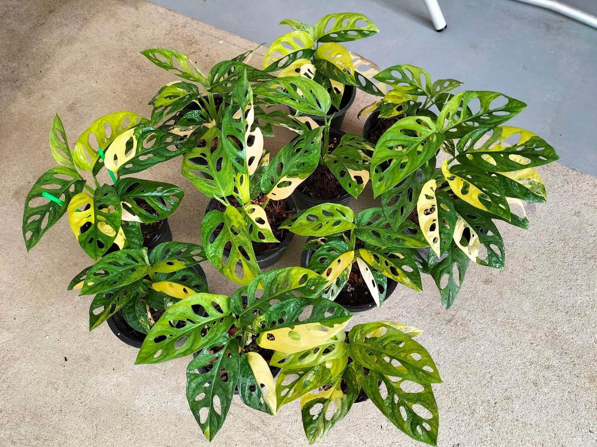 Highly outlets variegated Monstera Adansonii Aurea