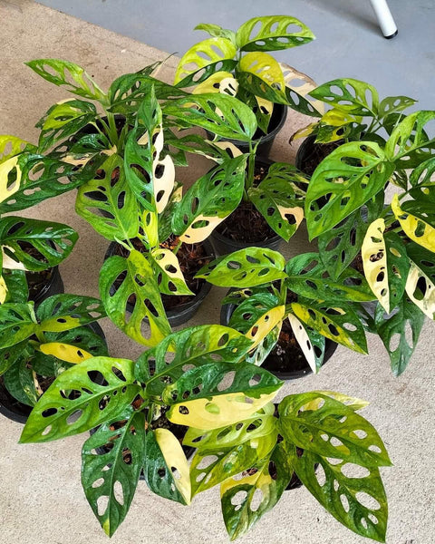 Monstera Adansoniii Aurea - Variegated - Wholesale