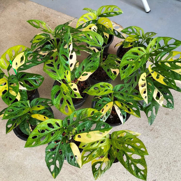 x10 Monstera Adansoniii Aurea - Variegated - Wholesale