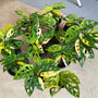 Monstera Adansoniii Aurea - Variegated - Wholesale