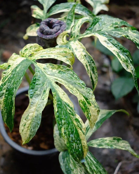 Monstera - Amydrium - Variegated - Wholesale