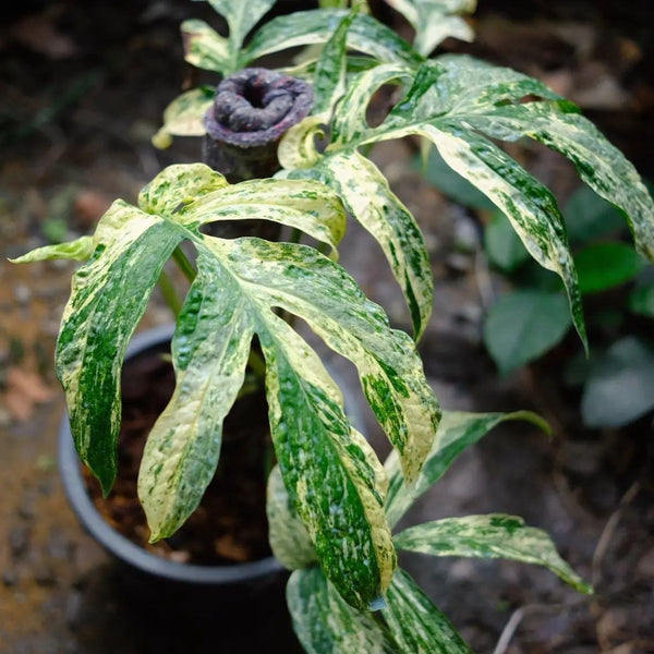 Monstera - Amydrium - Variegated - Wholesale