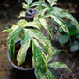Monstera - Amydrium - Variegated - Wholesale