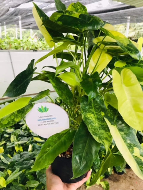 Philodendron - Burle Marx - Variegated - Wholesale