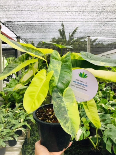 philodendron burle marx sale Philodendron - Burle Marx - Variegated
