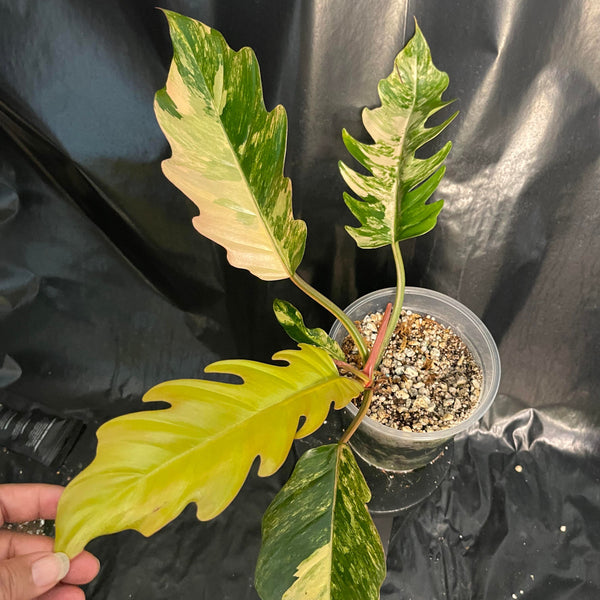 Philodendron - Caramel Marble