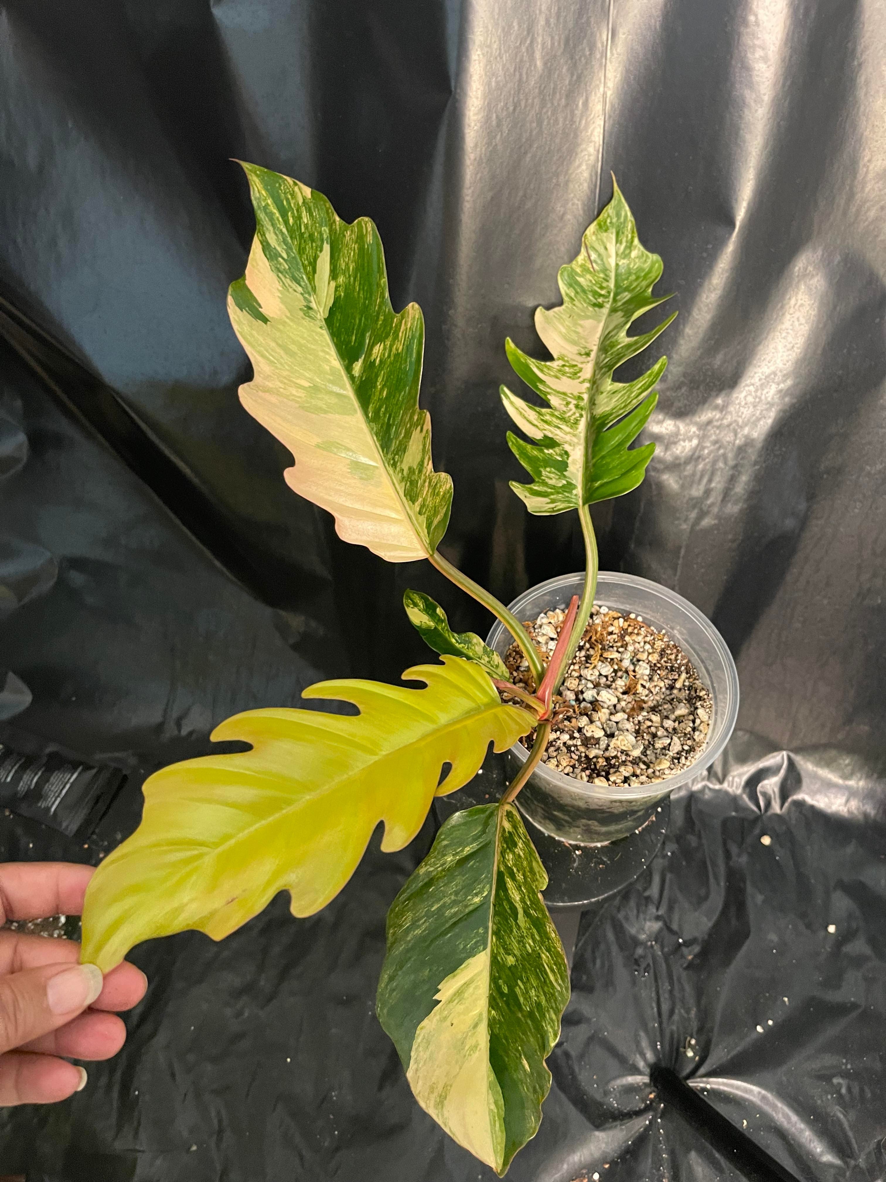 philodendron marble caramel Philodendron