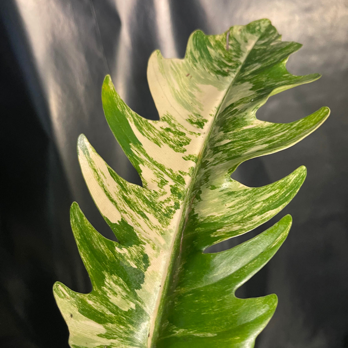 Philodendron - Caramel Marble