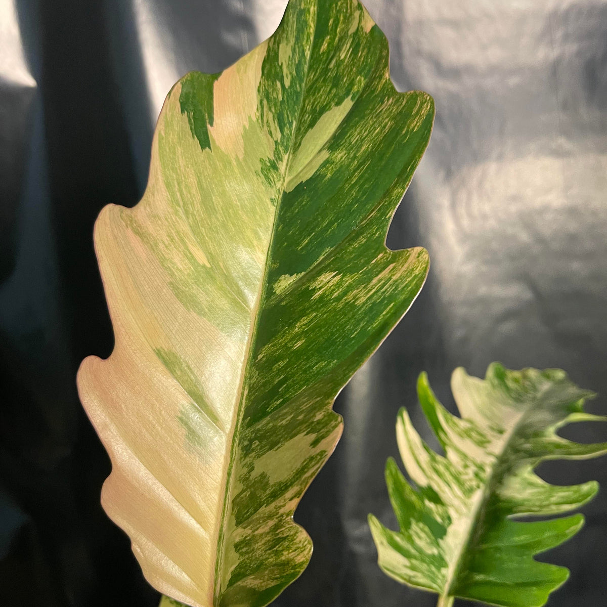 Philodendron - Caramel Marble