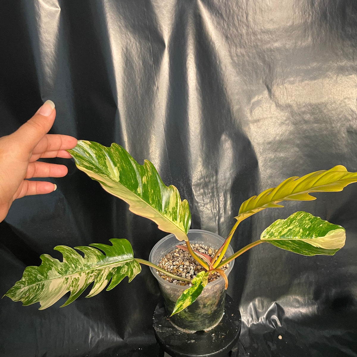 Philodendron - Caramel Marble