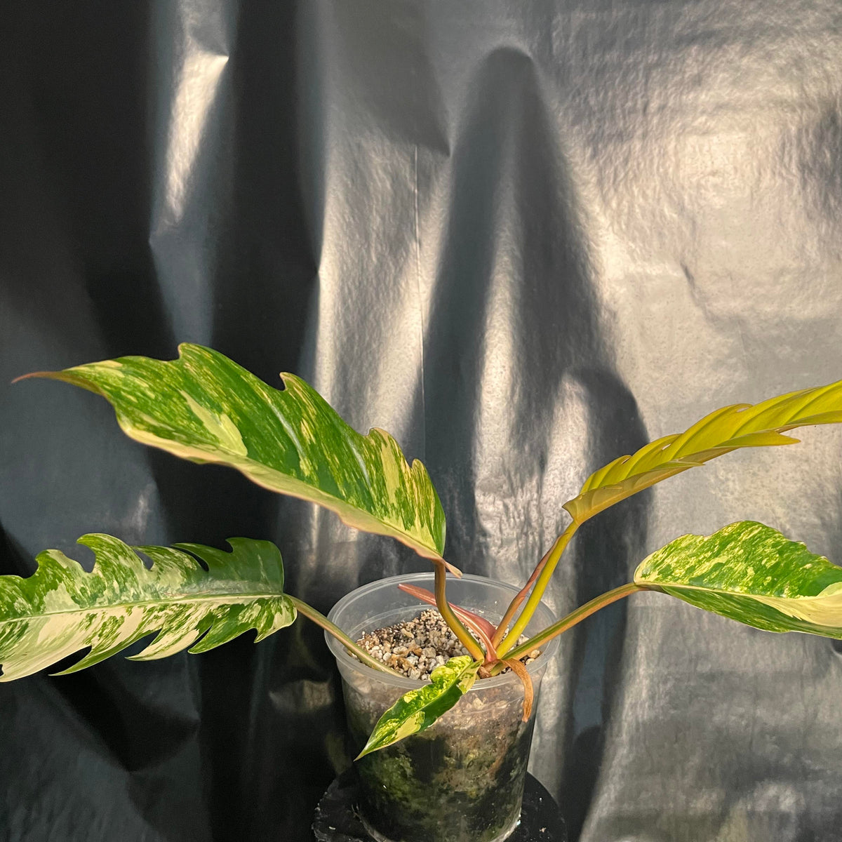 Philodendron - Caramel Marble