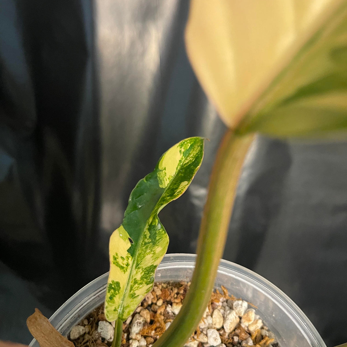 Philodendron - Caramel Marble