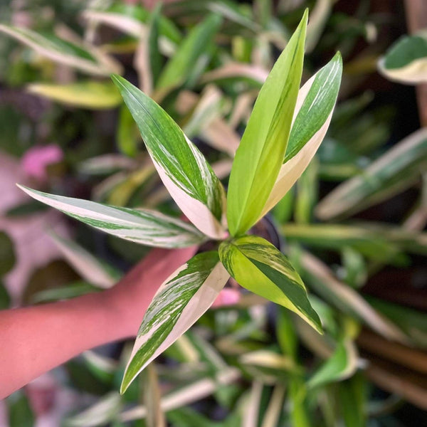 Epipremnum - Amplissimum - Variegated - Wholesale