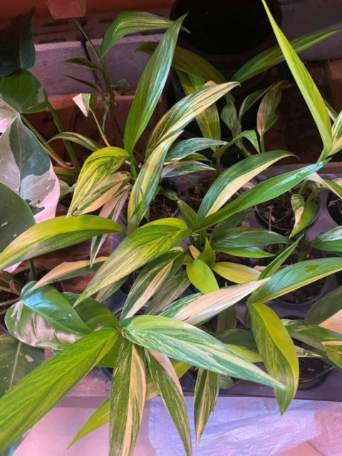Epipremnum - Amplissimum - Variegated - Wholesale