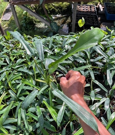 Philodendron - Joepii - Wholesale