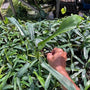 Philodendron - Joepii - Wholesale