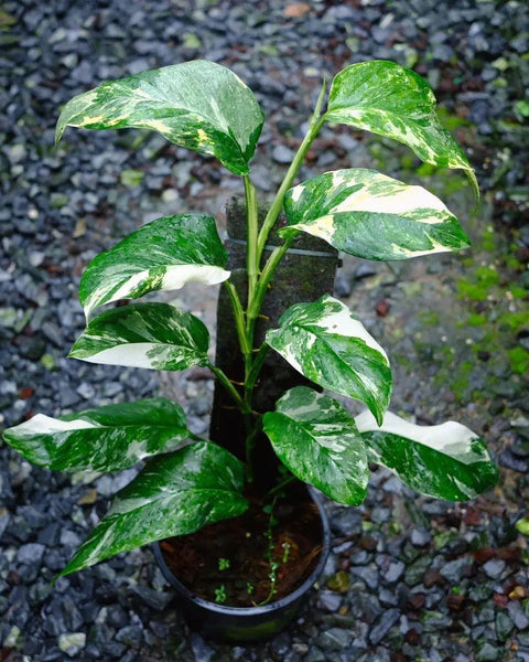 x10 Monstera - Lechlerina - Variegated - Wholesale