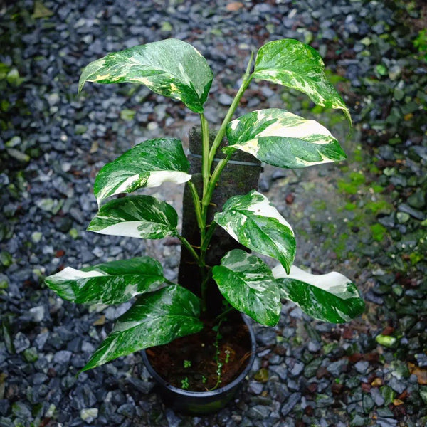 x10 Monstera - Lechlerina - Variegated - Wholesale