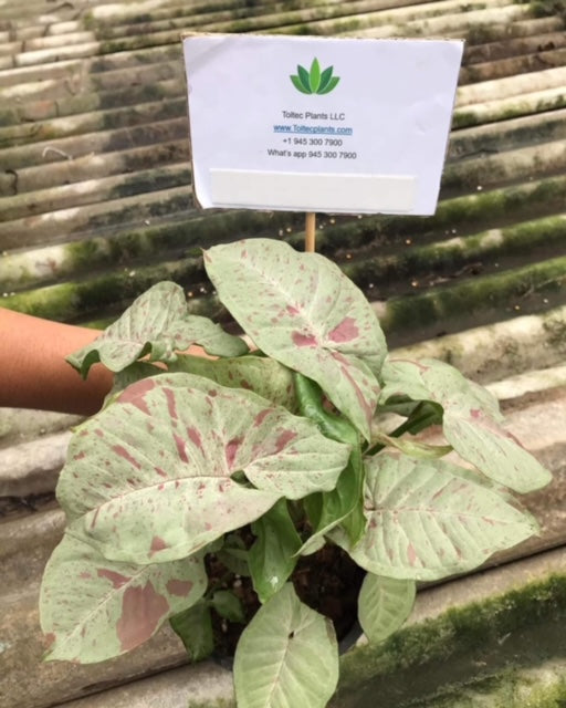 Syngonium - Milk Confetti - Variegated - Wholesale
