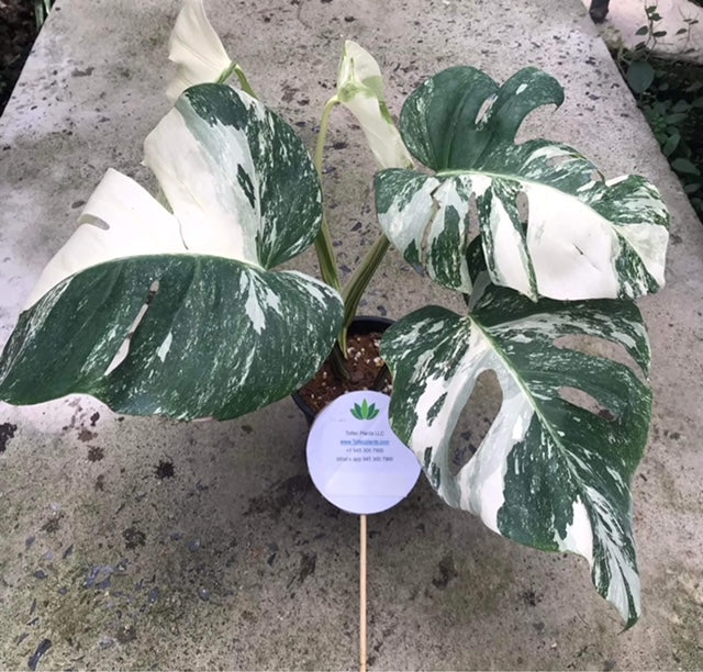 Monstera - Albo - 3-4 Leaf - Variegated - Wholesale