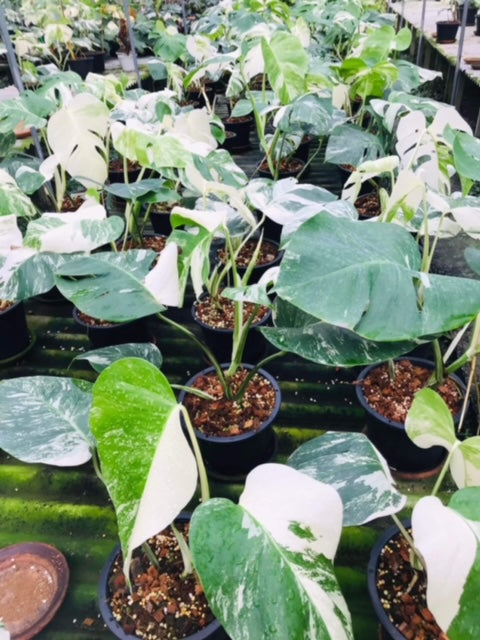 Monstera - Albo - 3-4 Leaf - Variegated - Wholesale