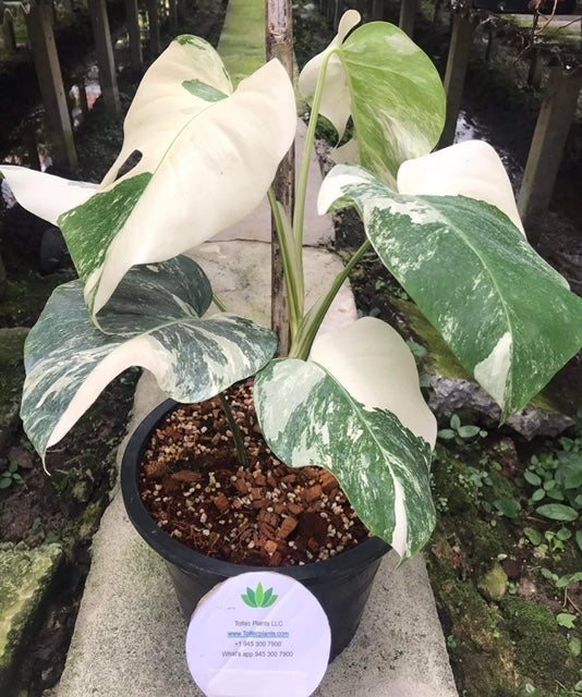 Monstera - Albo - 3-4 Leaf - Variegated - Wholesale