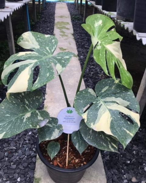 x10 Monstera - Thai Constellation - Variegated - Wholesale