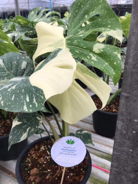 Monstera - Thai Constellation - Variegated - Wholesale