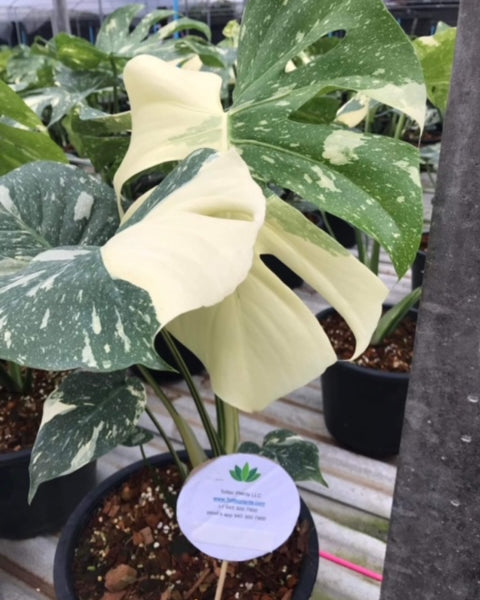 Monstera - Thai Constellation - Variegated - Wholesale