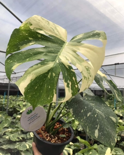Monstera - Thai Constellation - Variegated - Wholesale