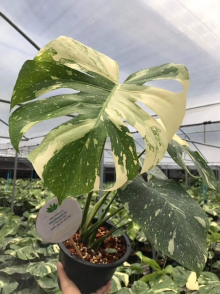 x10 Monstera - Thai Constellation - Variegated - Wholesale