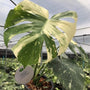 Monstera - Thai Constellation - Variegated - Wholesale