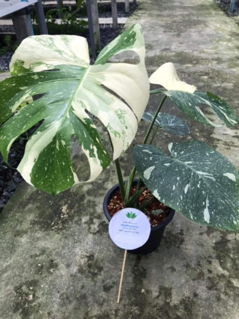 Monstera - Thai Constellation - Variegated - Wholesale