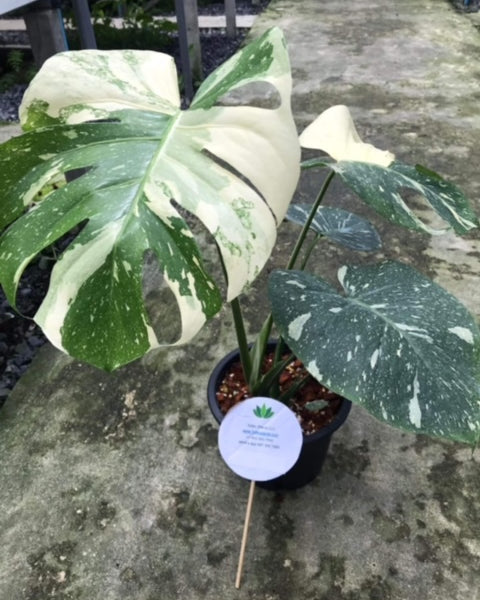 x10 Monstera - Thai Constellation - Variegated - Wholesale