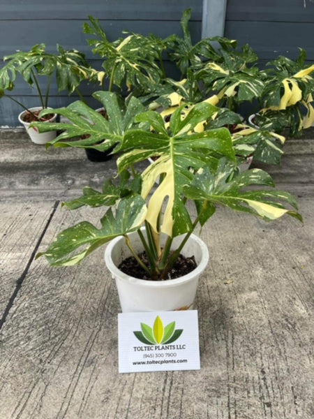 Monstera Thai Constellation - Variegated - Large Plant - Wholesale